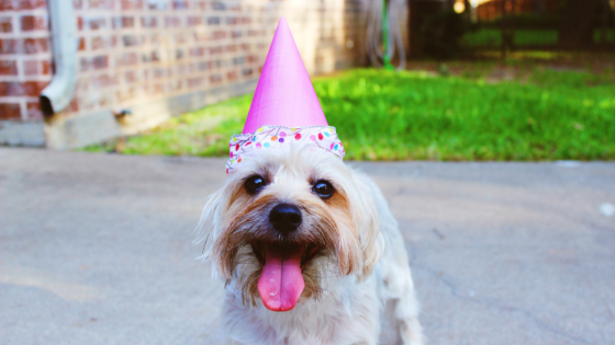 Dog in a party hat